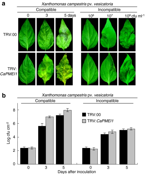 Fig. 7