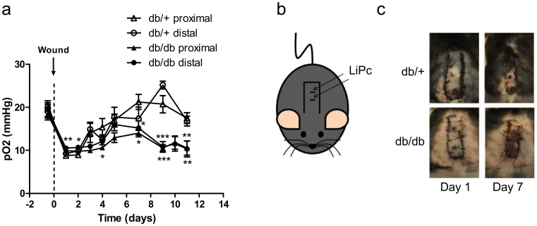 Fig 7