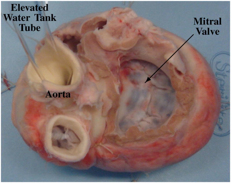 Fig. 11