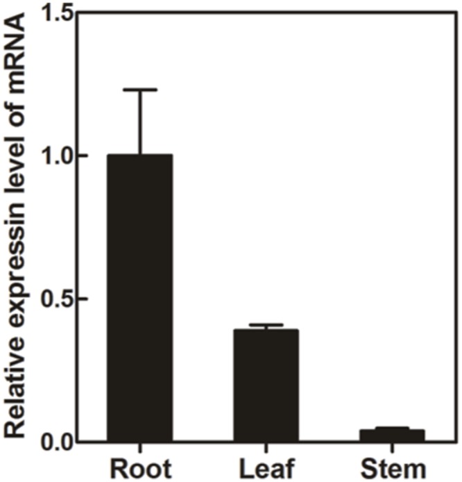 FIGURE 5