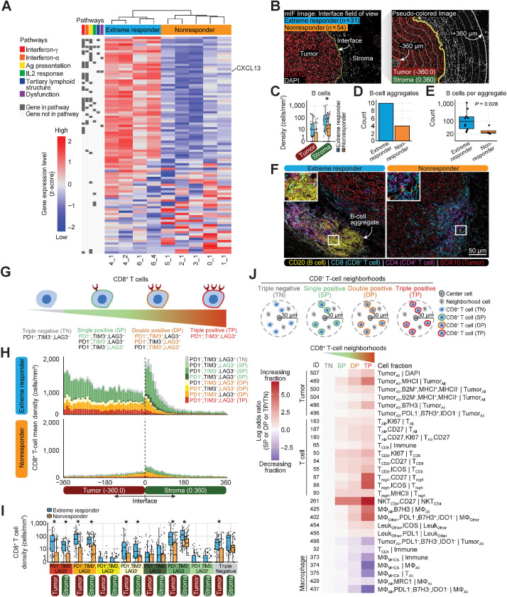 Figure 4. Activated tumor microenvironment prior to IL2 treatment characterizes extreme responders. A, The heatmap indicates scaled RNA expression values for differentially expressed genes (P-adjusted < 0.05) in untreated lesions from extreme responders (n = 4) versus non-/mixed responders (labeled “non-responder” throughout figures; n = 5), sorted by fold change. See also Supplementary Table S15. B, Schematic of tumor interface analysis. mIF, multiplexed IF. C, Box plots showing B-cell density in tumor and stroma of untreated lesions (minimum, median, and maximum with each point representing an FOV). Significant results, determined using a two-sided Wilcoxon test adjusted by Bonferroni correction, are indicated with an asterisk (P-adjusted<0.05). See also Supplementary Table S17. D, Total B-cell aggregate counts in untreated lesions. E, Total count of B cells per aggregate (Wilcoxon rank sum test, exact P value noted) in untreated lesions [extreme responder (n = 10) and nonresponder (n = 4)]. F, Representative multiplexed IF images from an untreated lesion of an extreme responder (6_4) and non-/mixed responder (1_1) showing B-cell aggregates. G, Cartoon of CD8+ T-cell states. H, Mean density of CD8+ T cells expressing all combinations of PD-1/TIM-3/LAG-3 in untreated lesions in 10-μm intervals from −360:360 μm. See also Supplementary Table S18. I, Box plots showing density of CD8+ T cells expressing all combinations of PD-1/TIM-3/LAG-3 in tumor and stroma of untreated lesions (minimum, median, and maximum with each point representing an FOV). See also Supplementary Table S18. J, CD8+ T-cell neighborhood definitions. The heatmap indicates effect size (odds ratio) of each cell fraction (rows) in untreated lesions for SP/DP/TP neighborhoods normalized against TN neighborhoods. See also Supplementary Table S19.