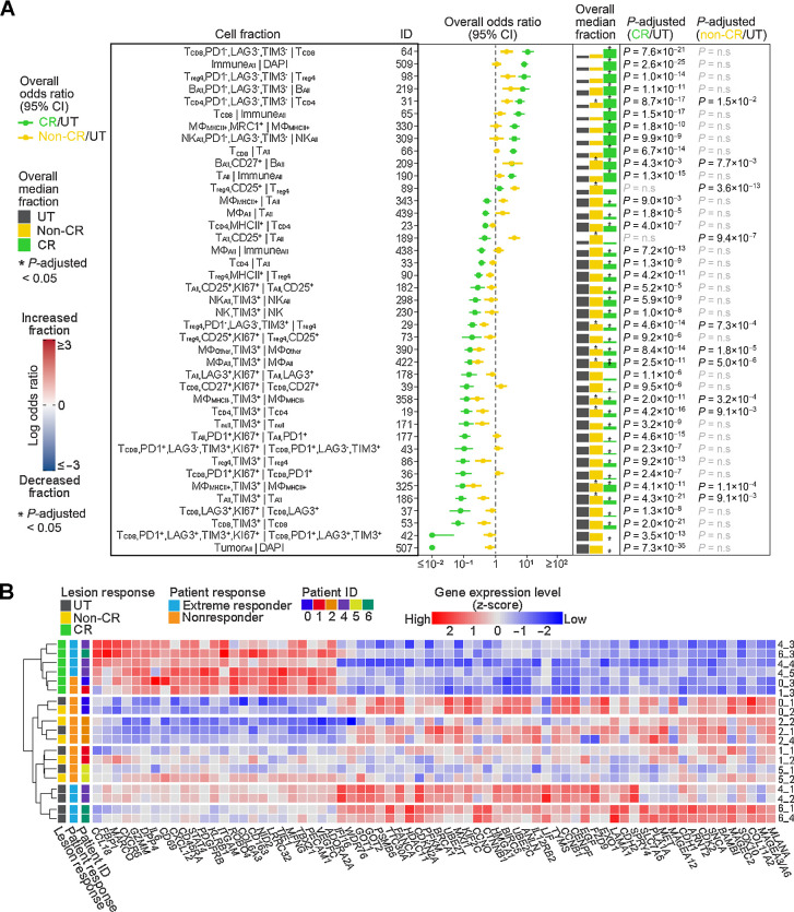 Figure 2. Immune-cell states and gene-expression signatures following tumor-cell eradication by IL2. A, Shown are cell fractions (rows) with significant changes following IL2 injection. The forest plot shows the overall effect size (odds ratio) and 95% confidence interval (CI) of each cell fraction across all patients for CR (n = 101 FOV) versus untreated (n = 112 FOVs) and non-CR (n = 120 FOVs) versus untreated. The overall median fraction, scaled to 1 for the largest fraction, is shown for untreated, non-CR, and CR lesions. Significant results, determined using a two-sided Wilcoxon test adjusted by Bonferroni correction, are indicated with an asterisk above the median fraction with P-adjusted noted (n.s., not significant). See also Supplementary Table S6. See Supplementary Table S3 for full cell type names. B, The heatmap indicates scaled RNA expression values for differentially expressed genes (P-adjusted < 0.0001) in CR (n = 6) versus untreated (n = 9) and/or non-CR (n = 5) versus untreated, sorted by CR versus untreated fold change. See also Supplementary Table S9.