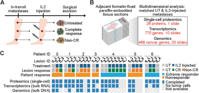 Figure 1. Multidimensional assessment of in-transit melanoma metastases treated with intralesional IL2. A, Study design. Multiple cutaneous in-transit metastases were excised from each melanoma patient, including at least one untreated (UT) and one IL2-injected lesion. Treatment response for IL2-injected lesions was classified as complete response or non-CR. B, Allocation of consecutive tumor tissue sections for molecular analyses. C, Summary of molecular analyses completed for each lesion. “Nonresponder” refers to all non-/mixed responder patients.