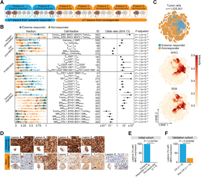 Figure 3. Pretreatment tumor MHC I expression is associated with complete tumor response to IL2. A, Grouping of untreated (UT) lesions from extreme responder and non-/mixed responder patients (labeled “non-responder” throughout figures). B, Shown are cell fractions (rows) with significant differences in untreated lesions from extreme responders (n = 38 FOV) versus non-/mixed responders (n = 74 FOVs). Left, fractions in each FOV, with overall median, minimum, and maximum (each point represents an FOV). The forest plot shows effect size (odds ratio) and 95% CI of each cell fraction with P-adjusted noted (two-sided Wilcoxon test adjusted by Bonferroni correction). See also Supplementary Table S10. See Supplementary Table S3 for full cell type names. C, t-SNE of untreated lesion tumor cells colored by patient response and normalized intensity of MHC I and B2M. D, MHC I IHC of untreated lesions (scale bar, 50 μm). E and F, Bar graphs showing the percentage of untreated lesions with expression of membranous MHC I in greater than 75% of tumor cells in the initial cohort (E; extreme responder, n = 4; nonresponder, n = 5) and in the validation cohort (F; CR, complete responder, n = 6; non-CR, noncomplete responder, n = 13) based on IHC staining (Fisher exact test, two-sided, exact P value noted).