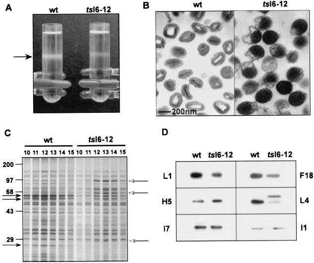 FIG. 8.