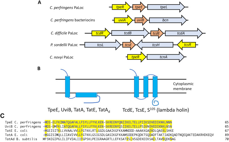 FIG 1