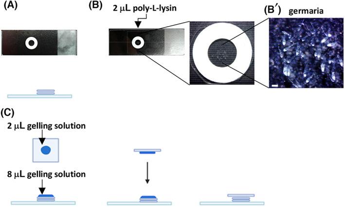 Fig. 2