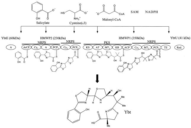 FIG. 1.