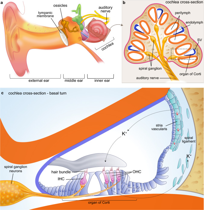 Fig. 1