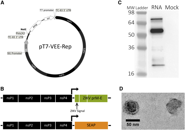 Figure 1