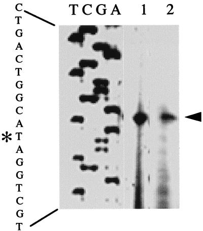 FIG. 5