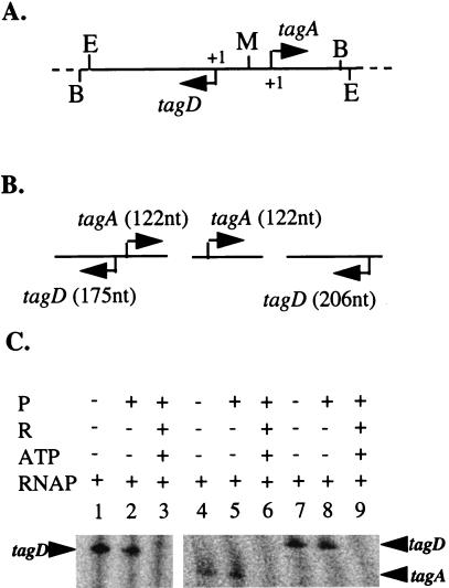 FIG. 1