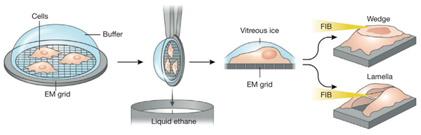 Figure 5 |