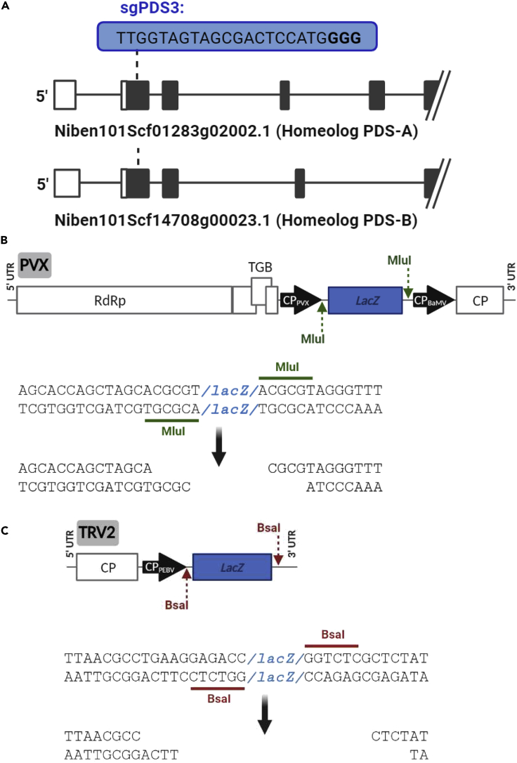 Figure 3