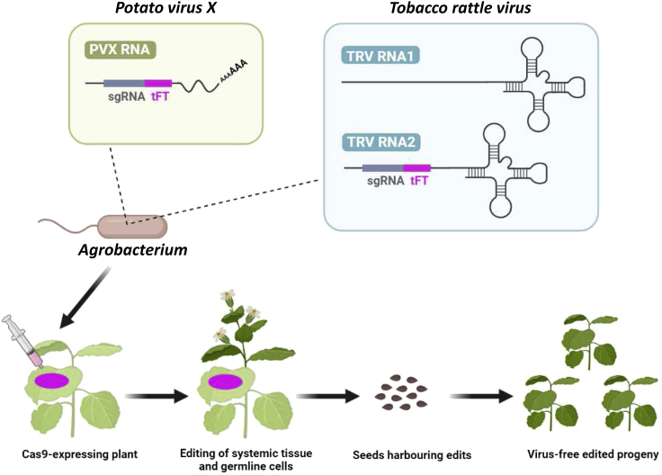 Figure 1