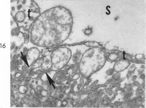 Fig. 16