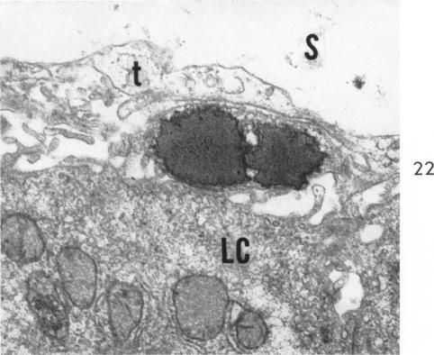 Fig. 22