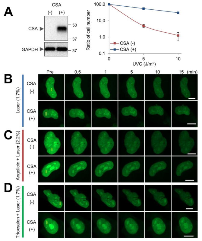 Figure 7