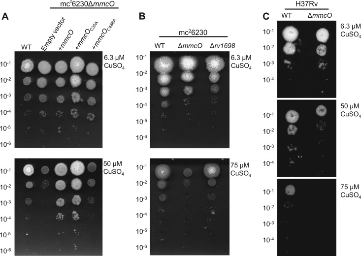 Fig 4