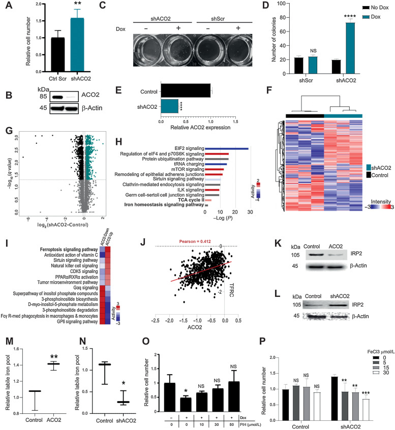 Figure 3. Decreasing ACO2 levels in normal epithelial BEAS-2B cells increases proliferation rate in vitro and increases colony formation and ACO2’s role in iron regulation. A, Number of BEAS-2B cells in vitro with and without ACO2 KD at day 5 (mean±SD). B, Western blot showing the KD of ACO2 at day 5 with dox. C, Colony formation in agar of BEAS-2B cells with and without dox in control shScr and shACO2. D, Quantification for colony formation in agar of BEAS2B cells with and without dox in control shScr and shACO2 (mean±SD). E, ACO2 levels quantified in MS experiment with and without dox (mean±SD). F, Spearman's rho correlation-based hierarchical clustering of ∼6,000 proteins separate control cells from ACO2 KD. G, Volcano analysis show the significantly differential proteins (Student t test permutation-based FDR < 0.05). H, Top ten most significantly enriched pathways of the differentially altered proteome in (G). I, Comparative pathway analysis showing top 7 pathways that reverse in activity between ACO2-up and ACO2-down systems. J, Essentiality Score across 1,070 DepMAP cell lines indicates sensitivity to loss of ACO2 correlates with sensitivity to loss of TFRC, which may reflect their shared roles in iron regulation. K, Western blot showing IRP2 levels in control versus elevated ACO2 in H226 cells. L, Western blot showing IRP2 levels in control versus ACO2 KD in BEAS-2B cells. M, LIP levels increase with elevated ACO2 in H226 cells (mean±SD). N, LIP levels decrease with ACO2 KD in BEAS-2B cells (mean±SD). O, Iron chelator PIH rescues proliferation defect caused by elevated ACO2 in H226 cells at 30–50 μmol/L (mean±SD). P, Proliferation advantage seen with ACO2 KD is reversed by 5 to 30 μmol/L FeCl3 (mean±SD). Two-sided Student t test: *, P < 0.05; **, P < 0.005; ***, P < 0.0005; ****, P < 0.00005.