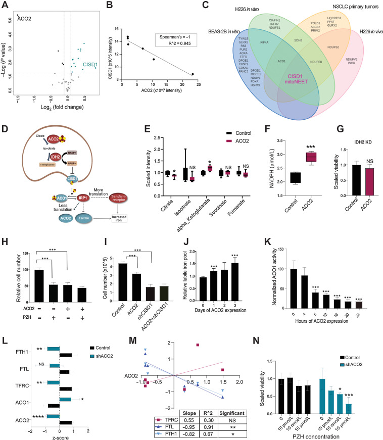 Figure 4. ACO2 decreases FeS transport by inhibiting CISD1 leading to an iron starvation response. A, Control versus shACO2 in BEAS-2B shows CISD1 highest increased in shACO2 cells among FeS-ome. B, CISD1 decreases with increase of ACO2 in H226 xenograft tumors with spearman rho of −1. C, Overlap of significantly altered FeS proteins show CISD1 as the only significantly altered protein across all 4 different model systems used in this study. D, The proposed model. E, Change in TCA cycle metabolites levels with increase in ACO2 in H226 (mean±SD). F, Change in NADPH levels with increased ACO2 in T-REx 293 cells (mean±SD). G, Proliferation effect of ACO2 in IDH2 KD background in T-REx cells. H, Viability assay in T-REx 293 with ACO2 and PZH at 50 μmol/L (mean±SD). I, Viability assay in T-REx 293 cells with and without ACO2 and shCISD1 (mean±SD). J, Change in LIP levels across days of ACO2 expression in T-REx 293 cells (mean±SD). K, Change in cytosolic aconitase activity levels in 4-hour intervals within 24 hours of ACO2 expression (mean±SD). L, MS-quantified expression of IRP1 and its targets in BEAS-2B without (control) and with KD of ACO2 (shACO2) (mean±SD). M, MS-quantified expression of IRP1 targets in H226 xenograft control versus elevated ACO2 tumors. N, Viability assay for BEAS-2B cells control and shACO2 with administration of PZH at 10 pmol/L-10 μmol/L (mean±SD). Two-sided Student t test: *, P < 0.05; **, P < 0.005; ***, P < 0.0005; ****, P < 0.00005.