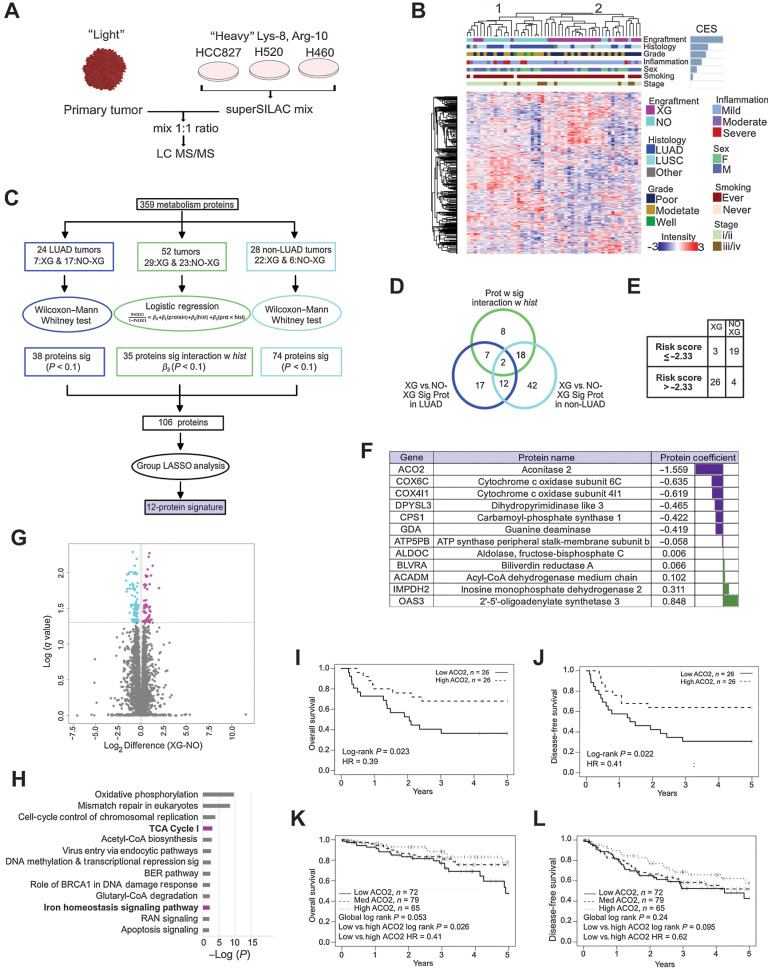 Figure 1. Low level ACO2 protein is most strongly associated with engraftment and worse survival. A, Super-SILAC quantitative proteome analysis of 52 NSCLC patient tumors. B, Spearman correlation hierarchal clustering of 52 NSCLC proteomes and including CES. C, Statistical analysis performed to identify protein expression predictive of engraftment. D, Venn-diagram of proteins selected in (C). Twelve proteins highlighted in purple predict XG from Non-XG in both LUAD and LUSC and do not interact with histology. E, Leave-one-out cross validation analysis showed that 45 of 52 samples were classified correctly based on risk scores. F, The 12 metabolism signature proteins that are predictive of engraftment. G, Volcano plot showing the significantly differential proteins between XG and Non-XG (Welch t test permutation-based FDR < 0.05). H, Enriched pathways by 194 significantly differential proteins between XG and Non-XG using IPA. Pathways shown in boldface/purple bars include ACO2. H, OS of low versus high ACO2 expressing tumors in an independent LUAD patient cohort based on TMA. I, DFS of low versus high ACO2 expressing tumors in an independent LUAD patient cohort based on TMA. J, OS of low vs. medium versus high ACO2 expressing tumors in an independent LUSC patient cohort based on TMA (see also Supplementary Fig. S1A–C). K, DFS of low versus medium versus high ACO2 expressing tumors in an independent LUSC patient cohort based on TMA (see also Supplementary Fig. S1A–S1C).