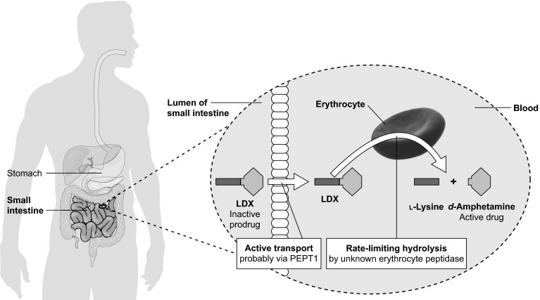 Fig. 2