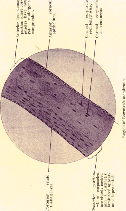 Fig. 14