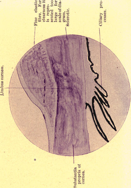 Fig. 13