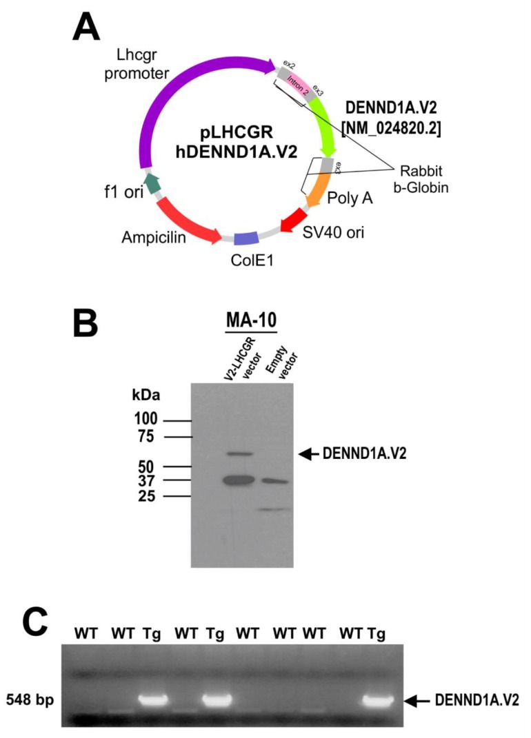 Figure 7