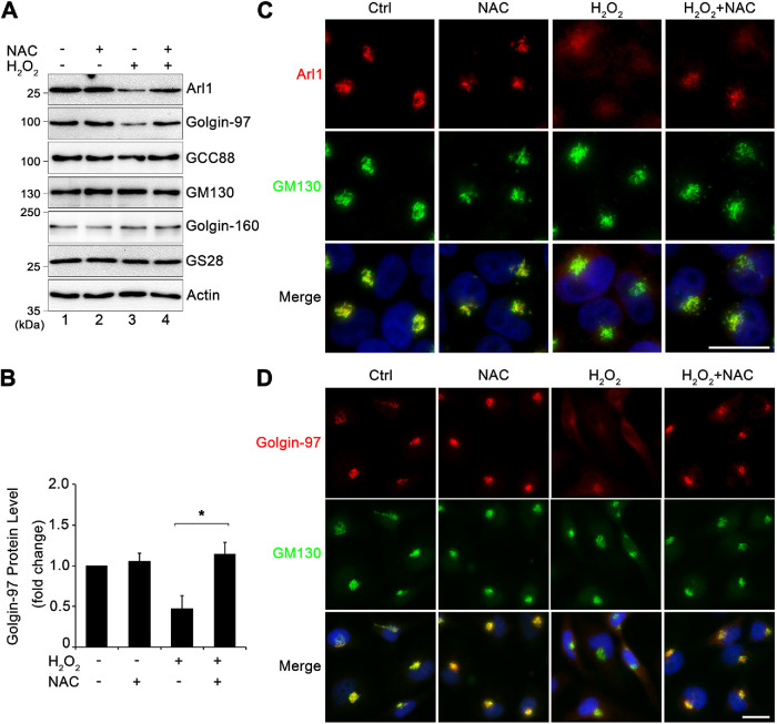 FIGURE 4: