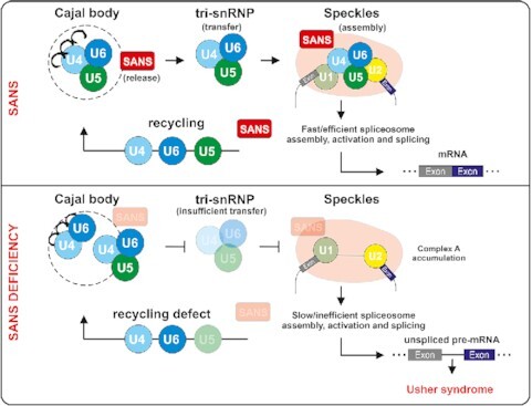 Graphical Abstract