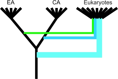 FIG. 5.—