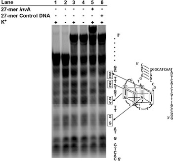 Fig. 5