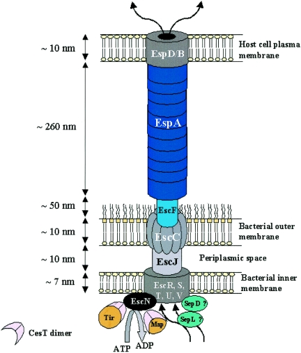 FIG. 2.