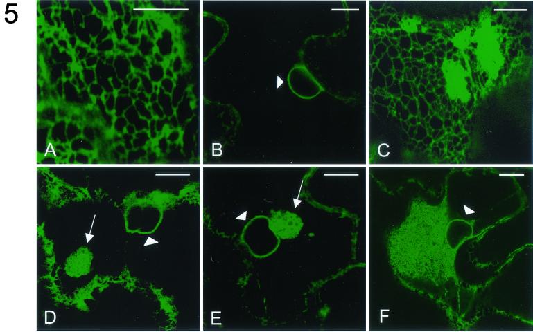 FIG.5.