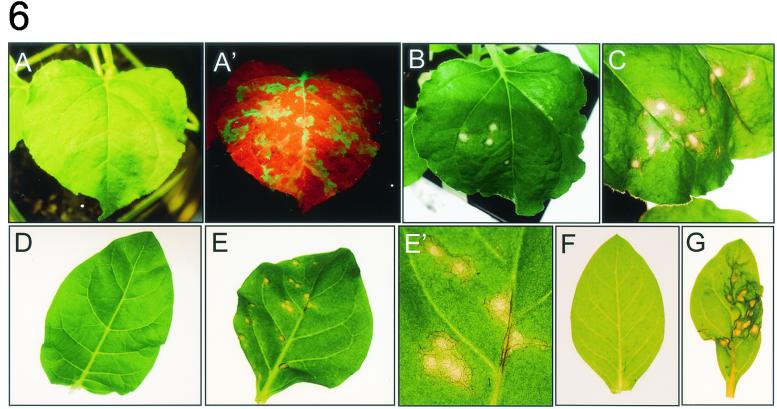 FIG.6.