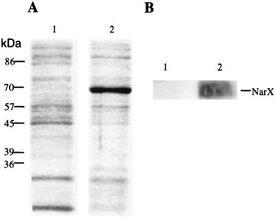 FIG. 1