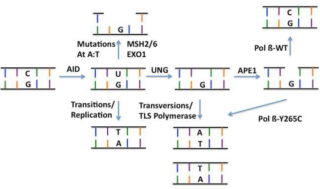 Figure 6