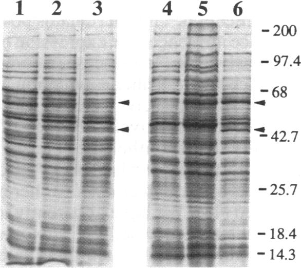 graphic file with name pnas01036-0293-a.jpg