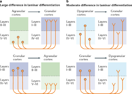 Barbas and colleagues’ structural model of corticocortical connections