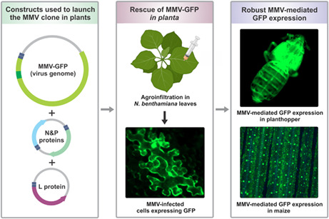 graphic file with name MPP-24-788-g001.jpg
