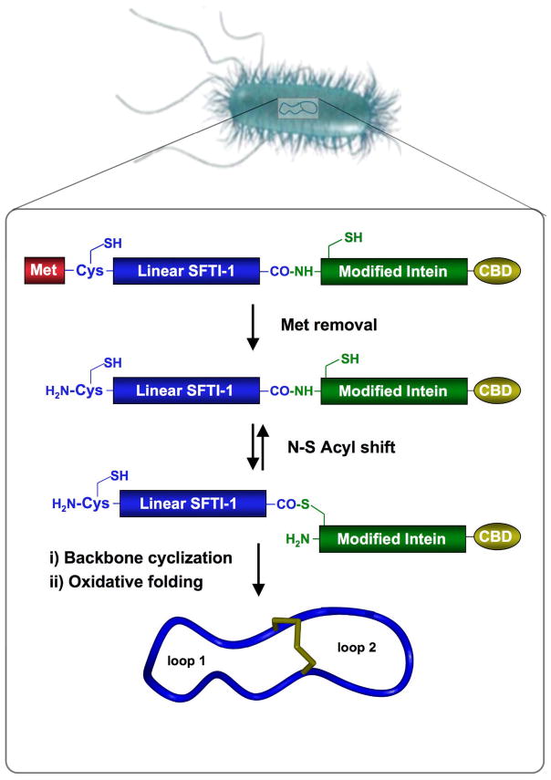 Scheme 1