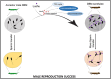 Graphical abstract