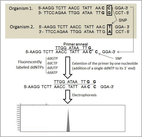 Figure 7.