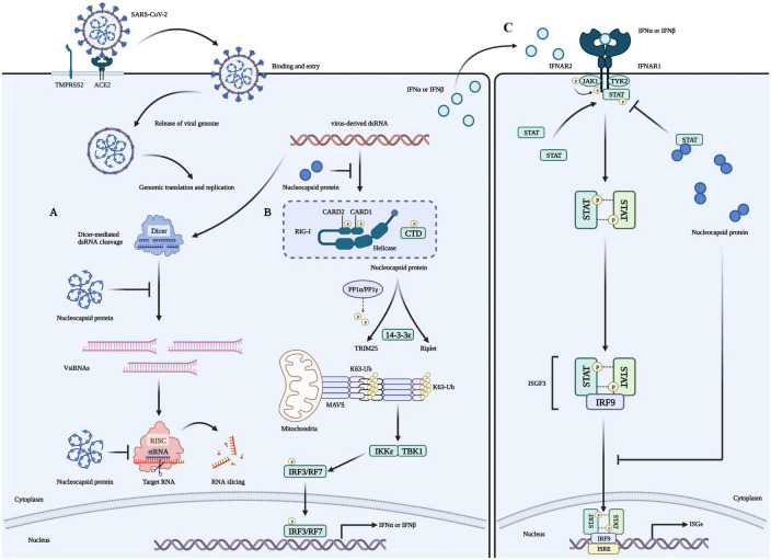 FIGURE 2