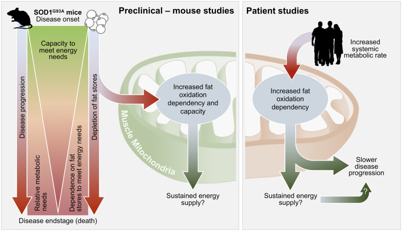 Graphical Abstract