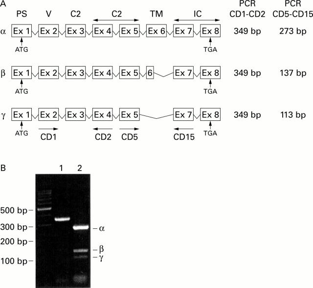 Figure 1  