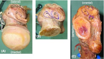 Fig. 2A–C