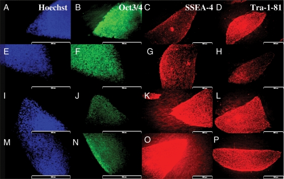 Figure 3